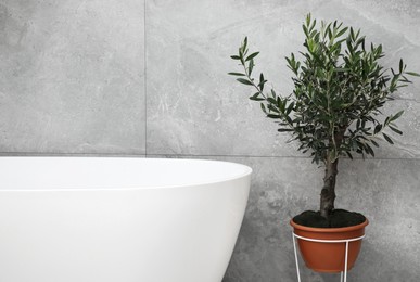 Beautiful young potted olive tree near tub in bathroom. Interior design