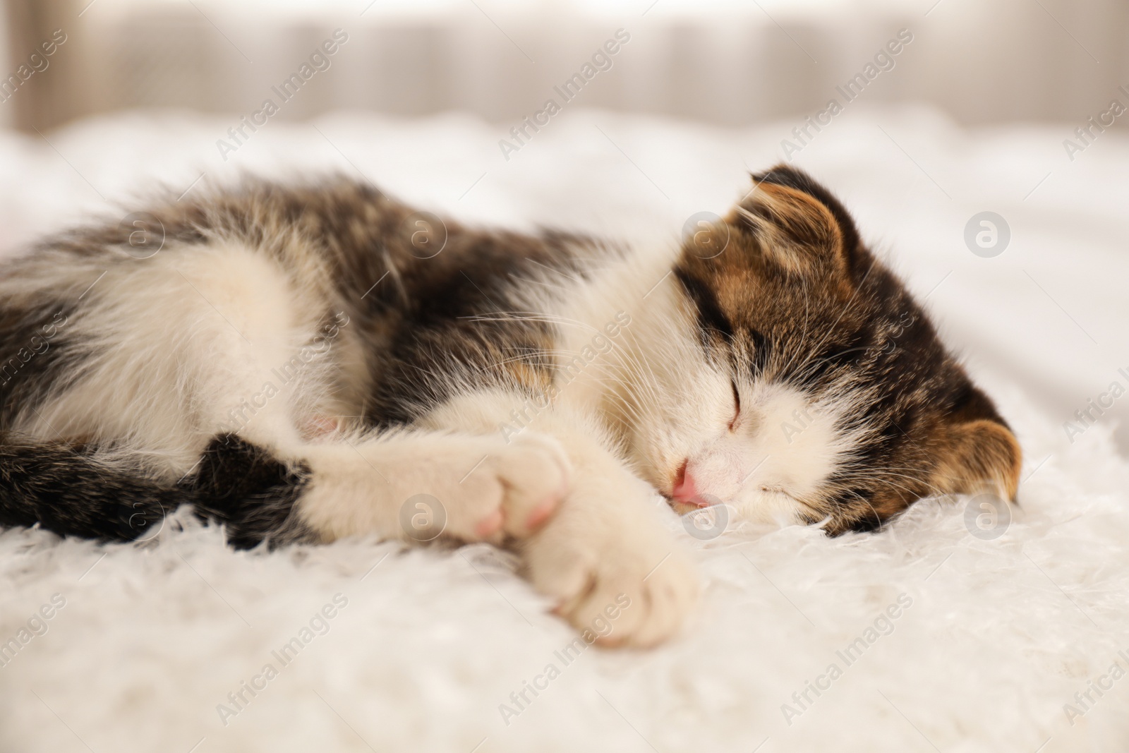 Photo of Adorable little kitten sleeping on white pillow indoors