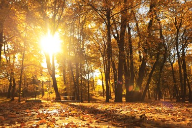 Beautiful yellowed trees and fallen leaves in park on sunny day