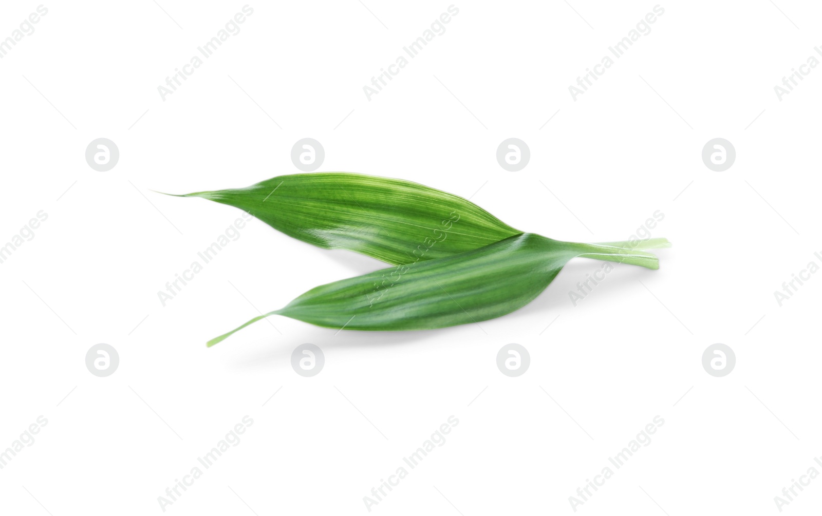 Photo of Fresh green ginger leaves isolated on white