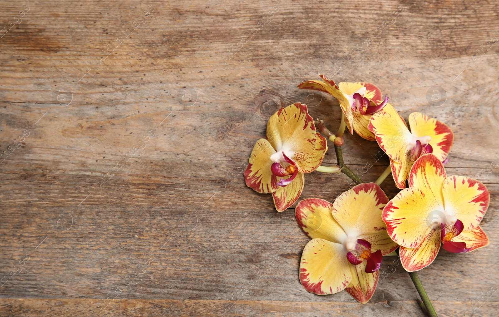 Photo of Branch with beautiful tropical orchid flowers on wooden background, top view. Space for text