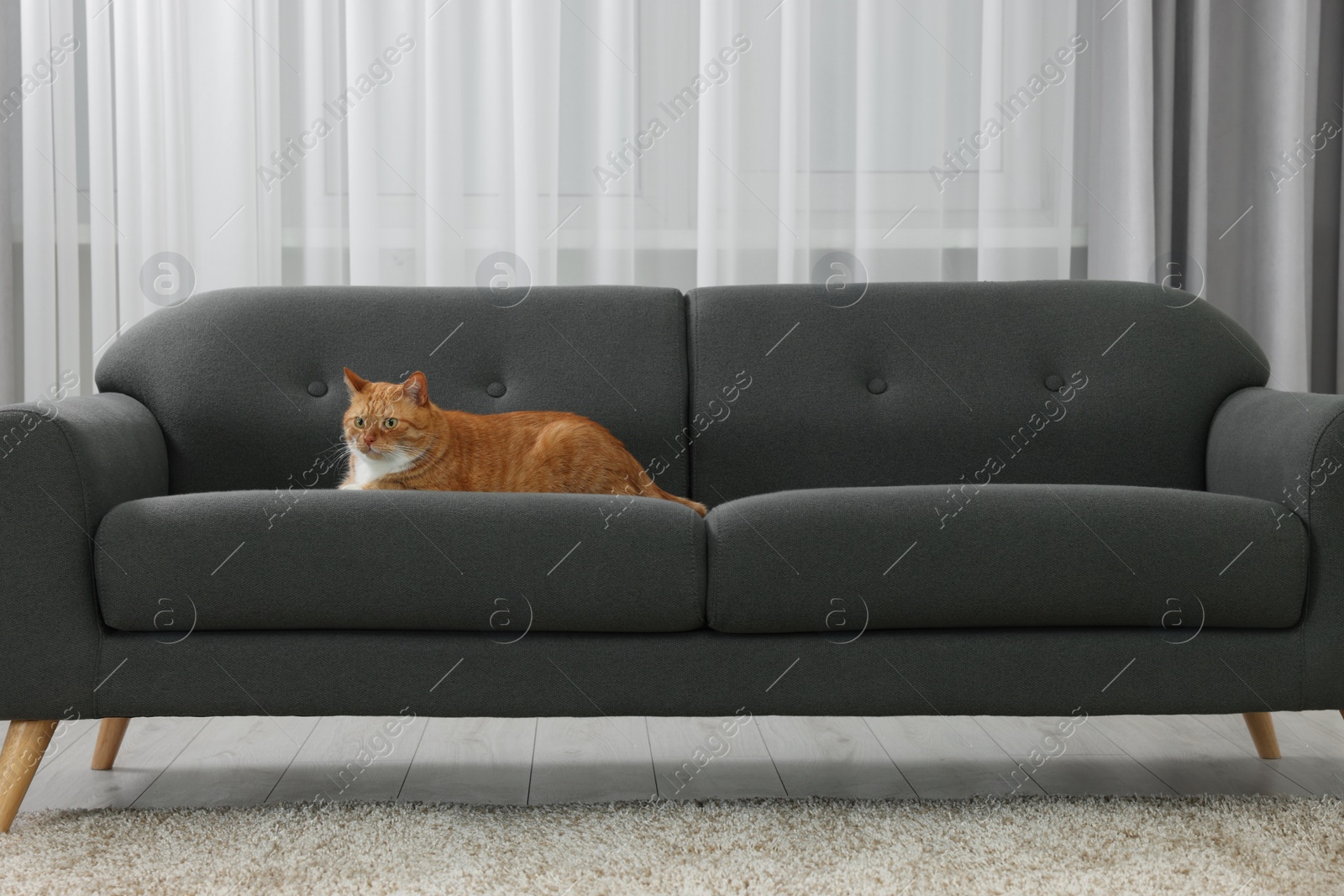 Photo of Cute ginger cat lying on sofa at home. Space for text