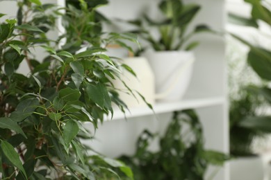 Photo of Green potted houseplants on white shelves indoors, closeup. Space for text