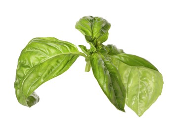 Photo of Fresh green basil leaves isolated on white