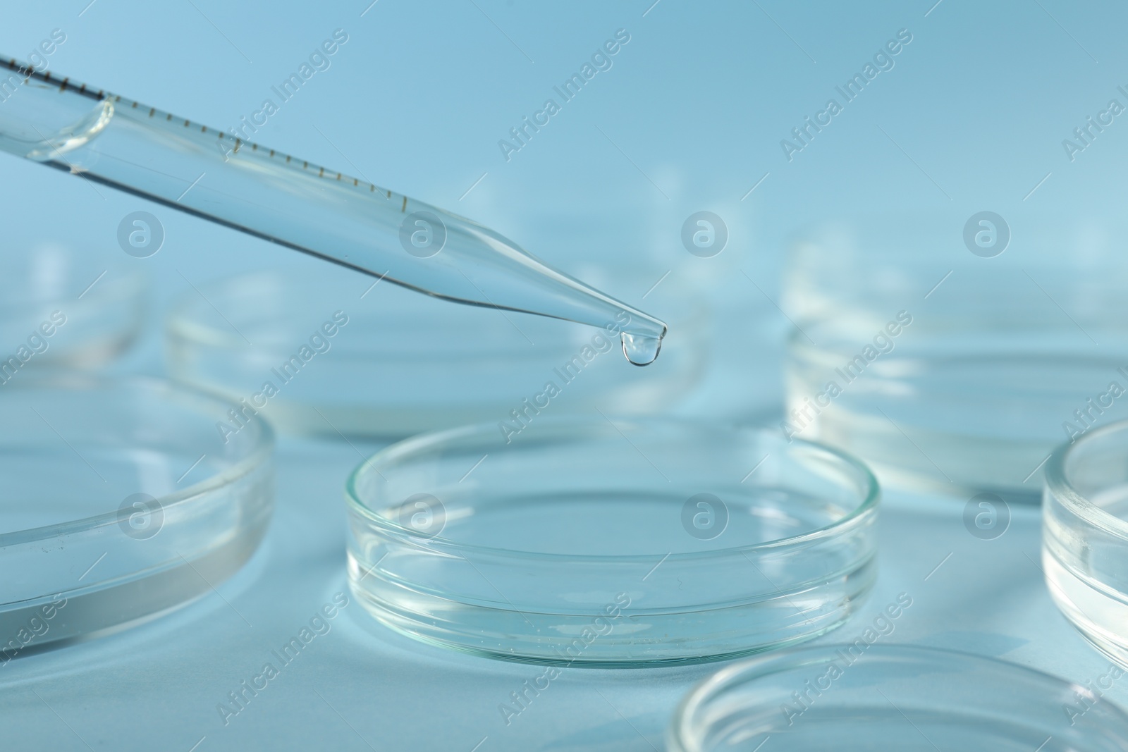 Photo of Dripping liquid from pipette into petri dish on light blue background, closeup