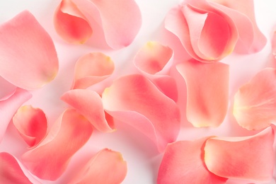 Beautiful rose petals on white background