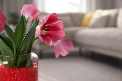 Closeup view of red filler and tulips in glass vase at home, space for text. Water beads