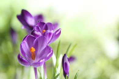 Photo of Beautiful spring crocus flowers on blurred background, space for text