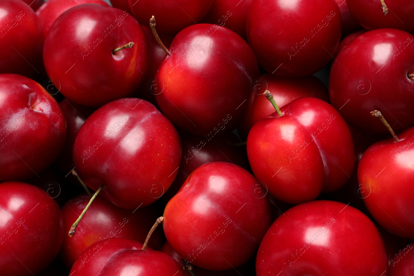 Photo of Fresh ripe cherry plums as background, closeup