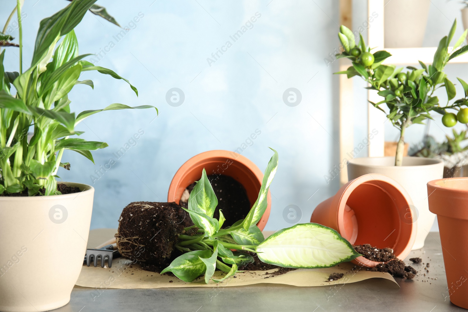 Photo of Home plants and empty pots on table indoors. Transplantation process