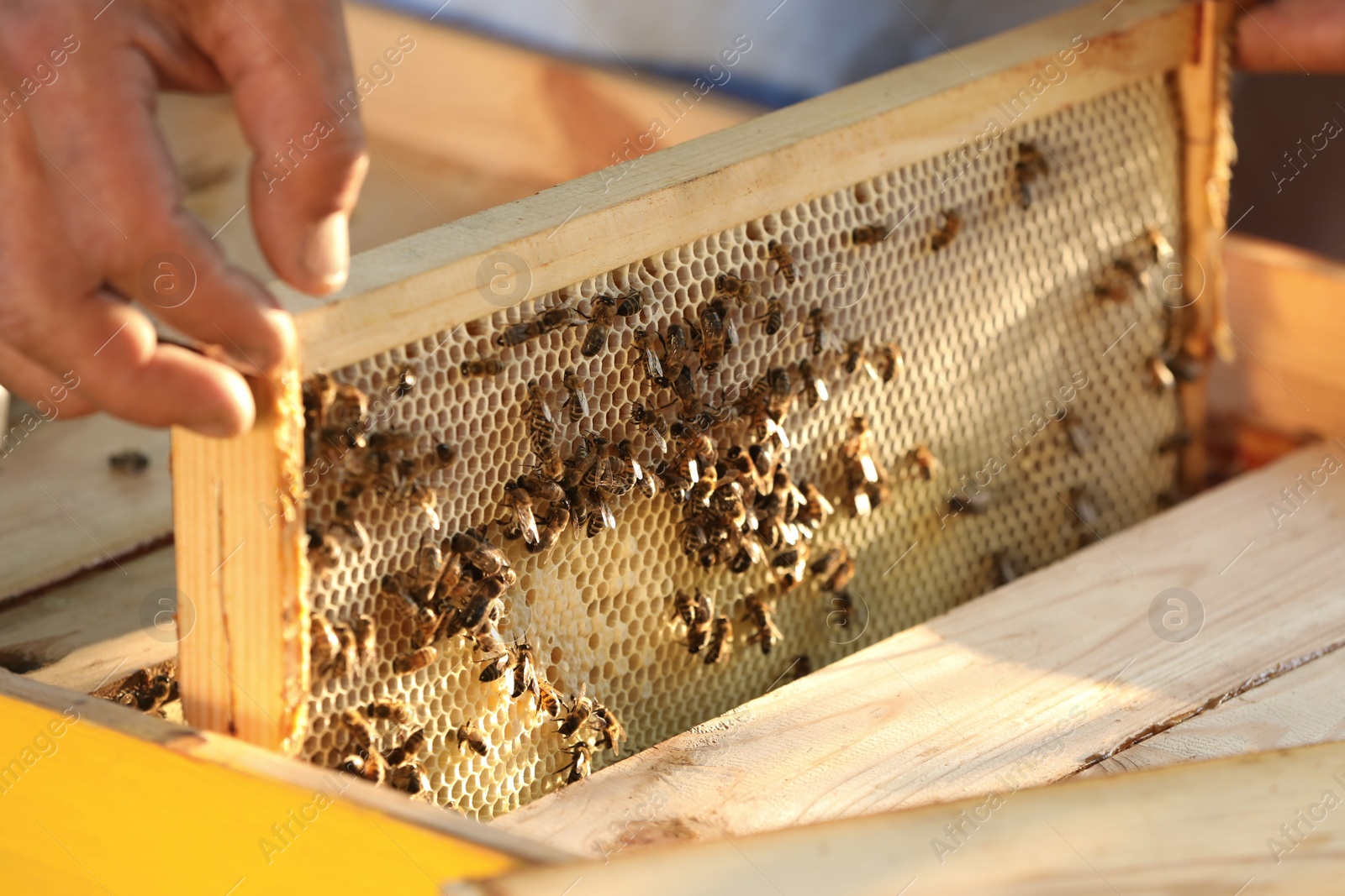 Photo of Beekeeper taking frame from hive at apiary, closeup