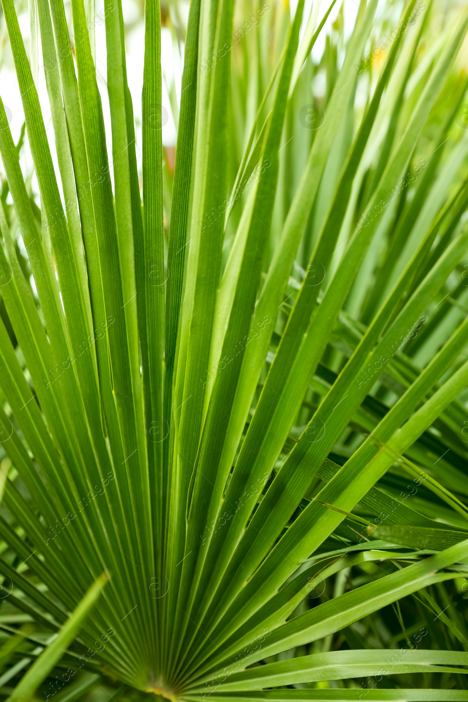 Photo of Beautiful green tropical leaves outdoors, closeup view