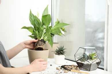 Photo of Woman transplanting home plant into new pot on window sill, closeup