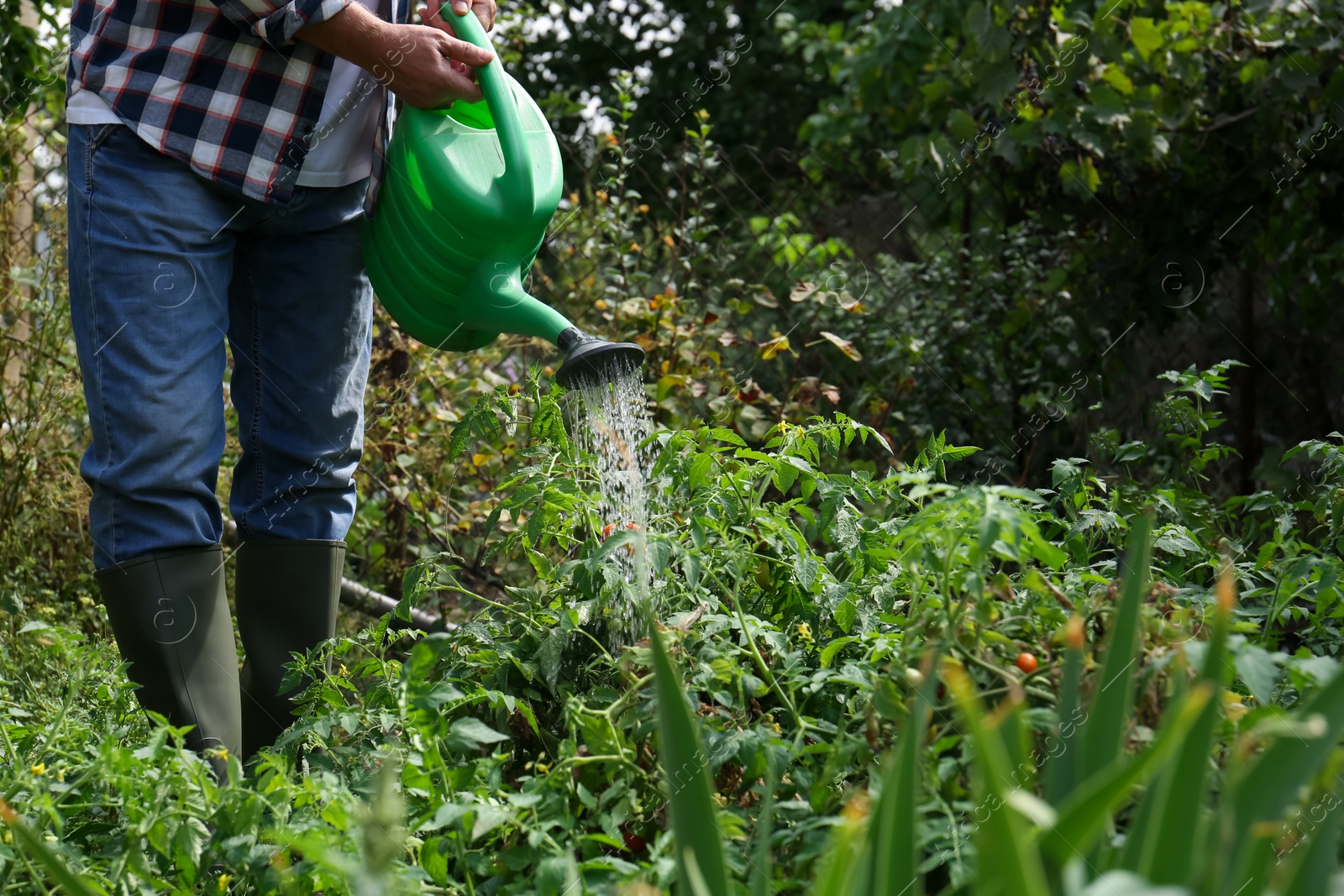 Photo of Man watering tomato plants growing in garden, closeup