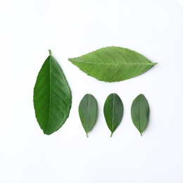 Photo of Fresh green citrus leaves on white background, top view