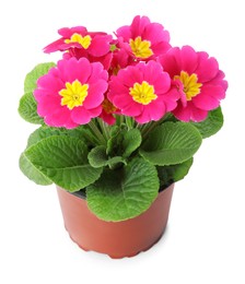 Photo of Beautiful primula (primrose) plant with pink flowers isolated on white. Spring blossom