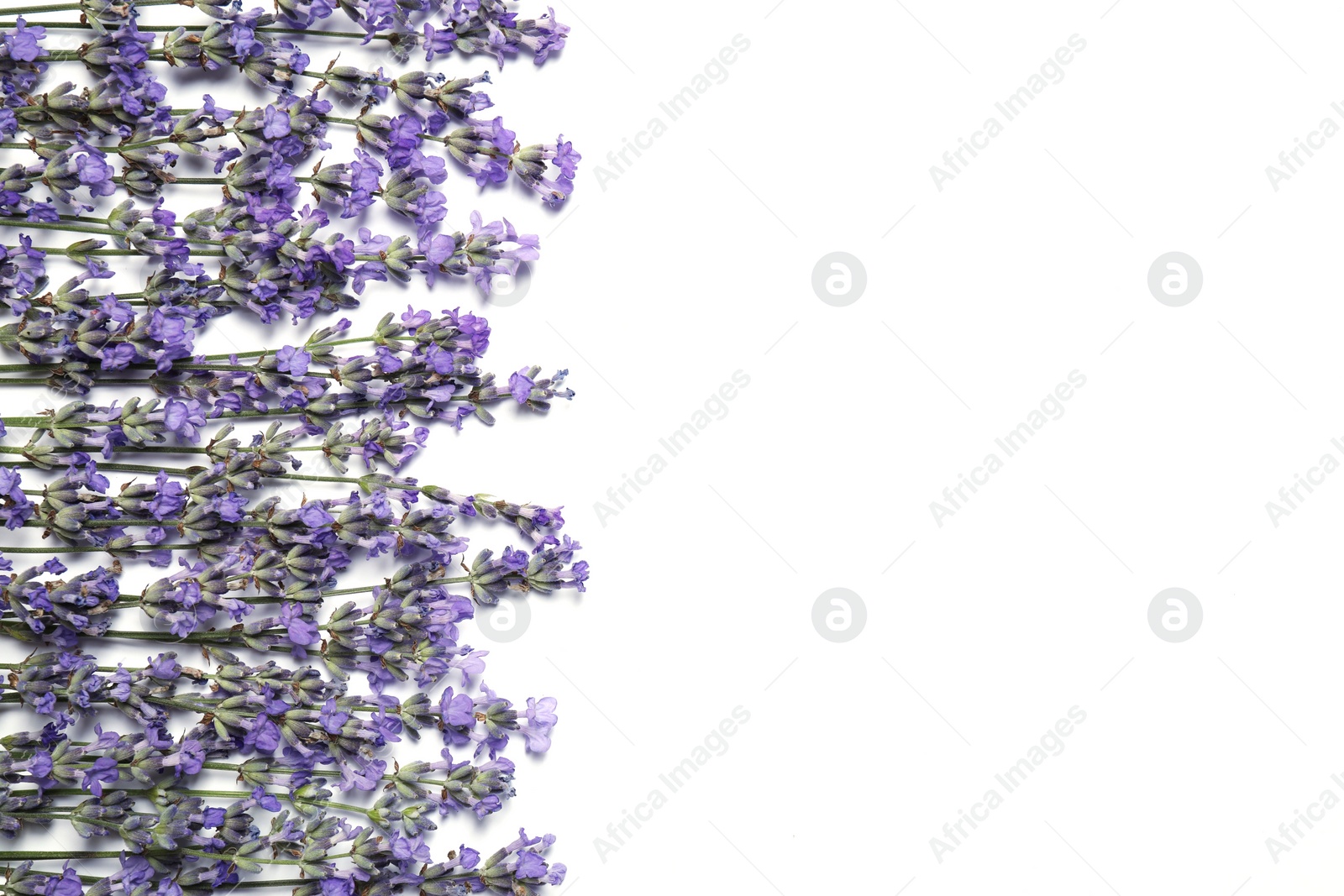 Photo of Beautiful aromatic lavender flowers on white background, flat lay. Space for text