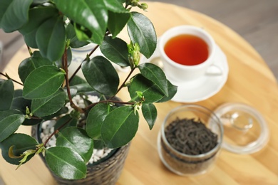 Photo of Tea plant with green leaves and hot drink on table