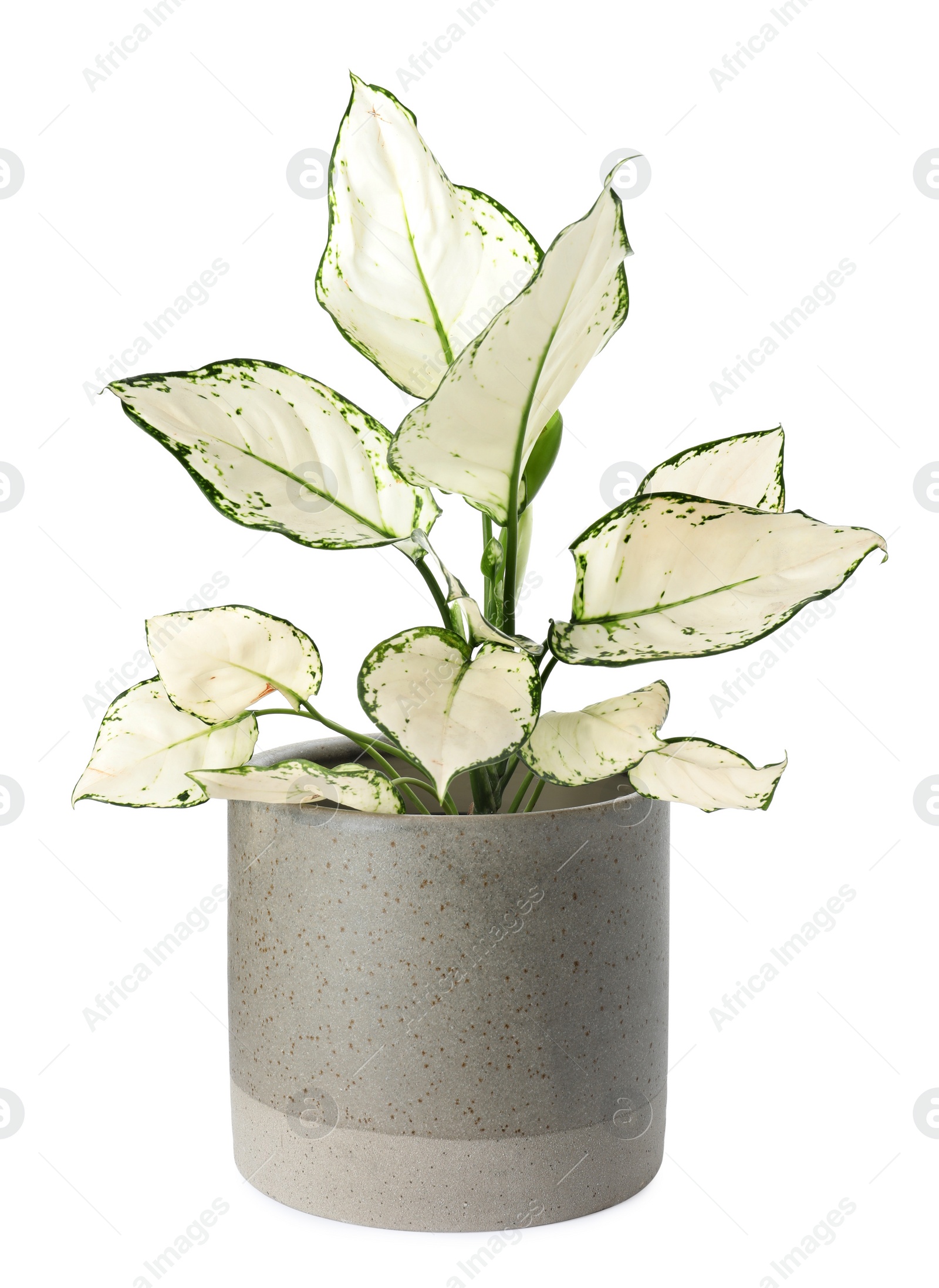 Photo of Beautiful Aglaonema plant in flowerpot isolated on white. House decor