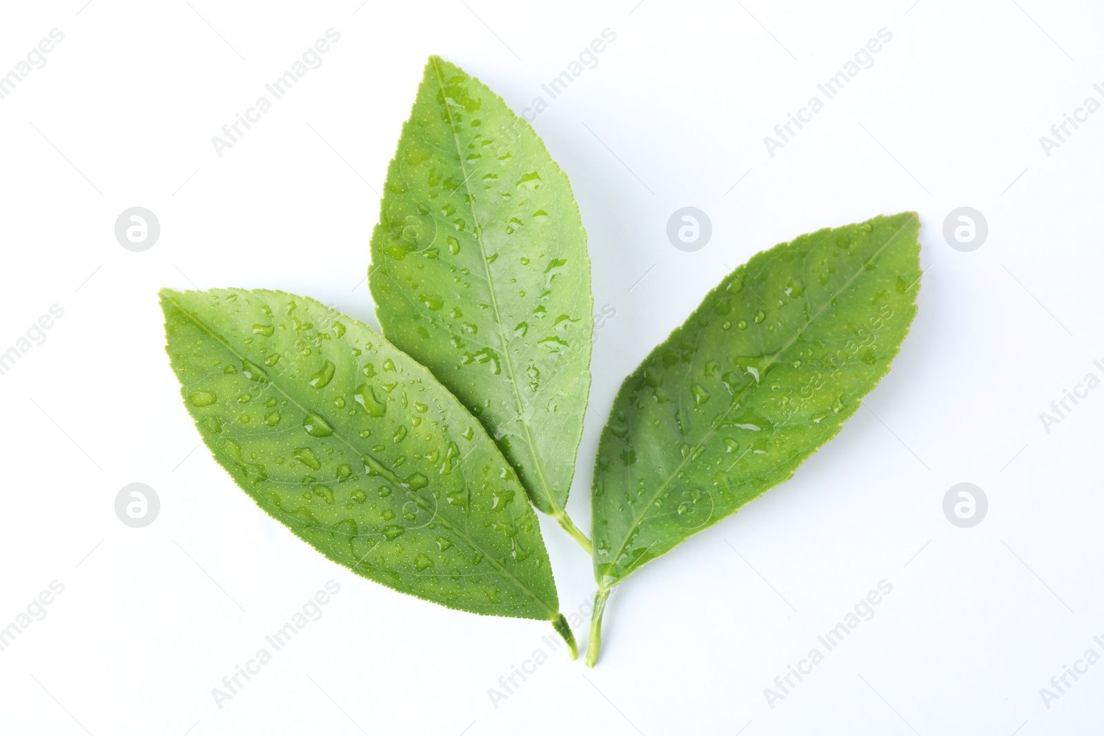 Photo of Fresh green citrus leaves with water drops isolated on white, top view