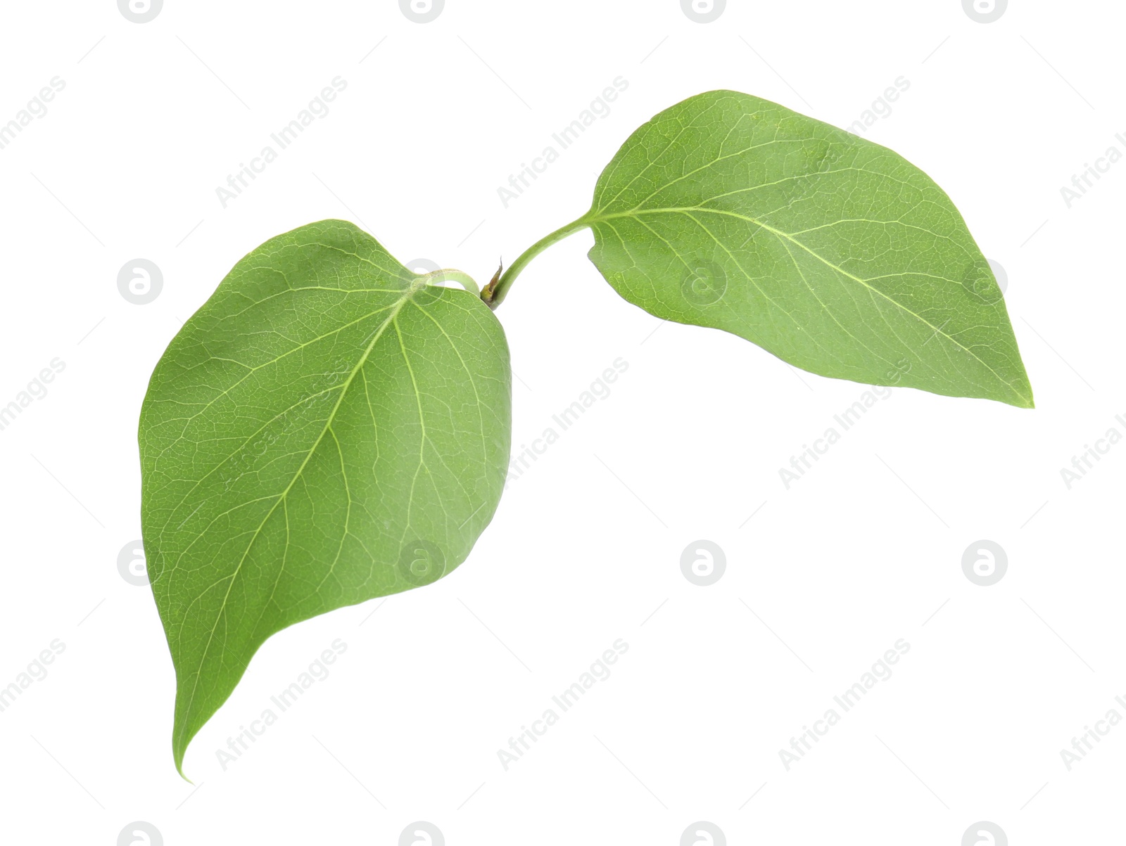 Photo of Fresh green lilac leaves on white background