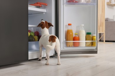Beautiful Jack Russell Terrier looking at sausages in refrigerator indoors