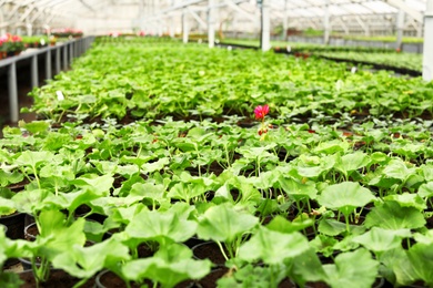 Many pots with soil and fresh seedlings in greenhouse