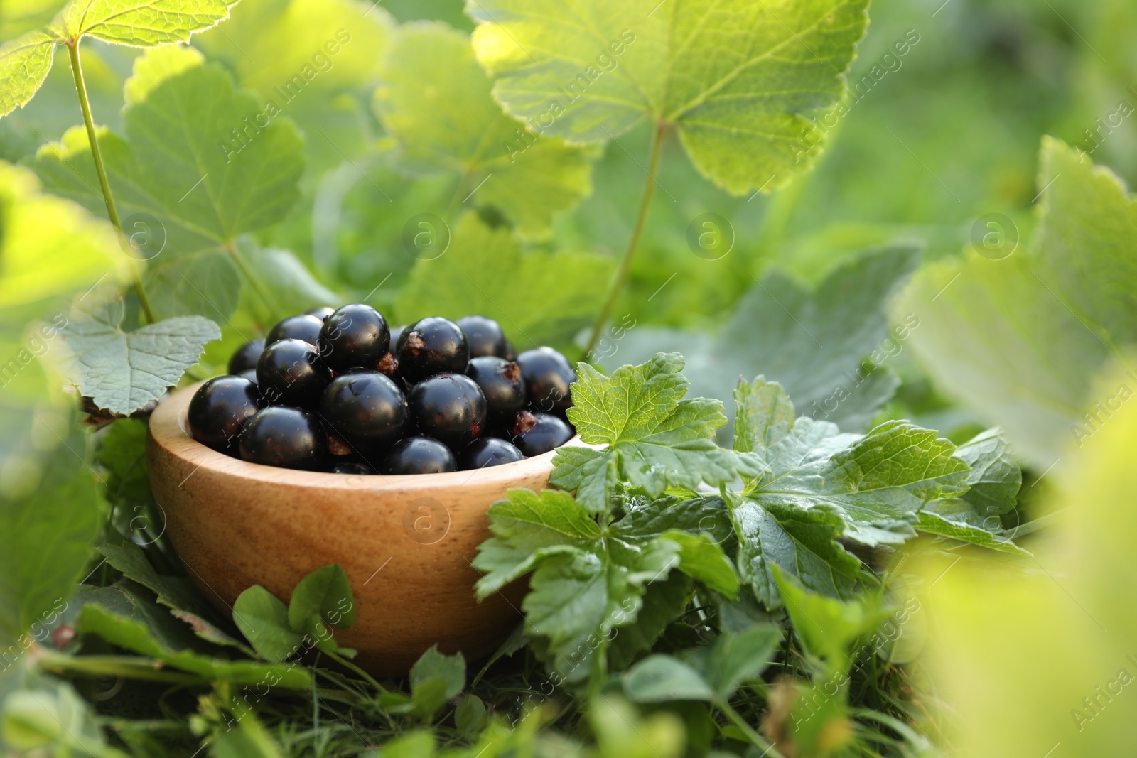 Photo of Ripe blackcurrants in bowl and leaves on green grass. Space for text