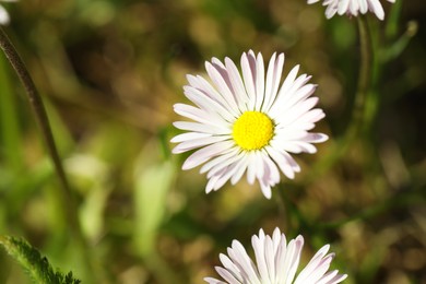 Photo of Beautiful tender daisy flowers growing outdoors, closeup