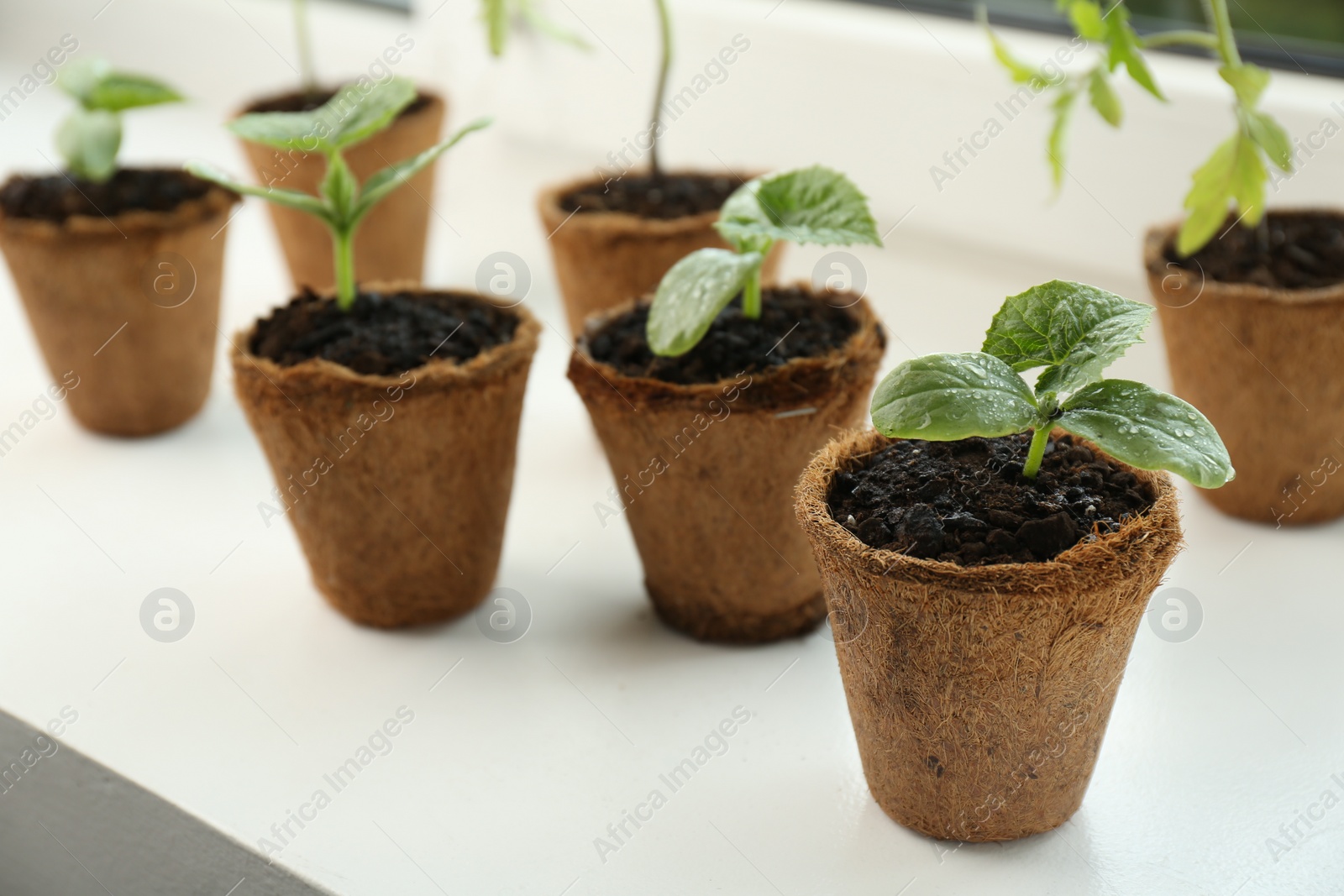 Photo of Many cucumber seedlings growing in pots on window sill, closeup