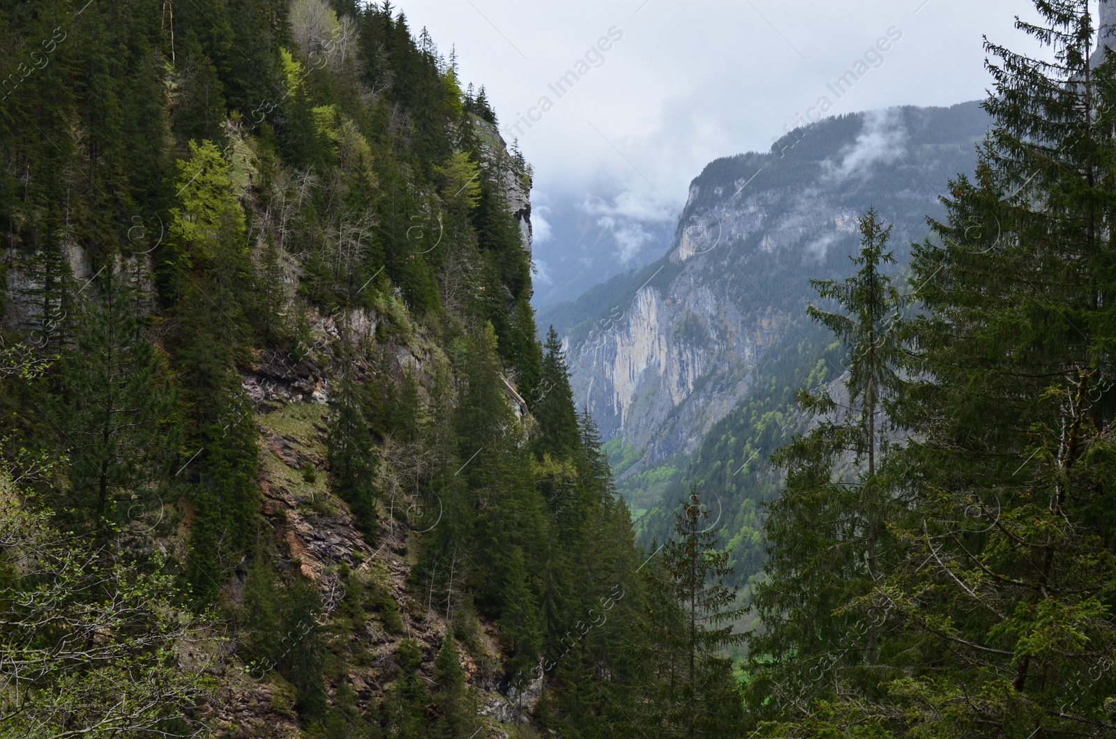 Photo of Picturesque view of conifer forest in mountains
