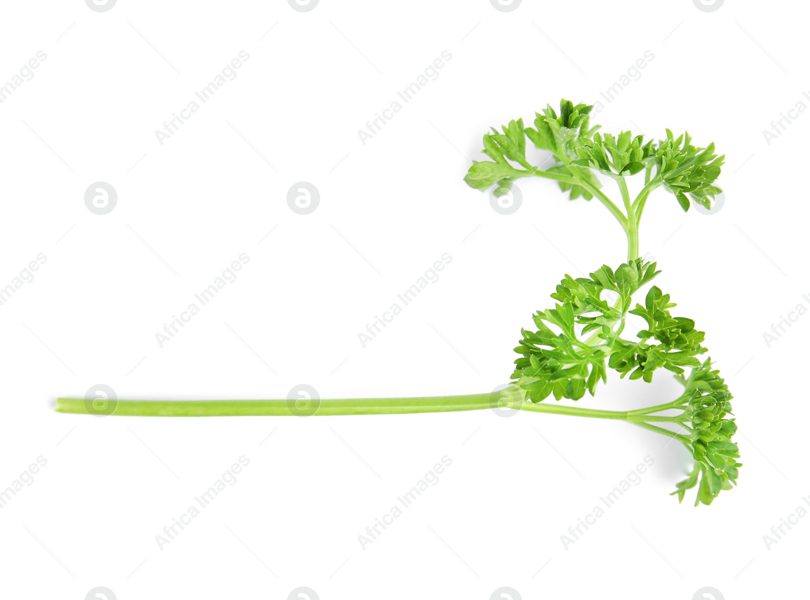 Photo of Fresh green organic parsley on white background