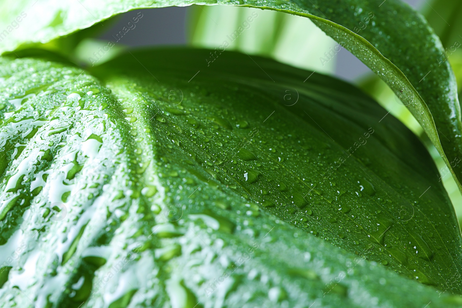 Photo of View of water drops on green leaf, closeup