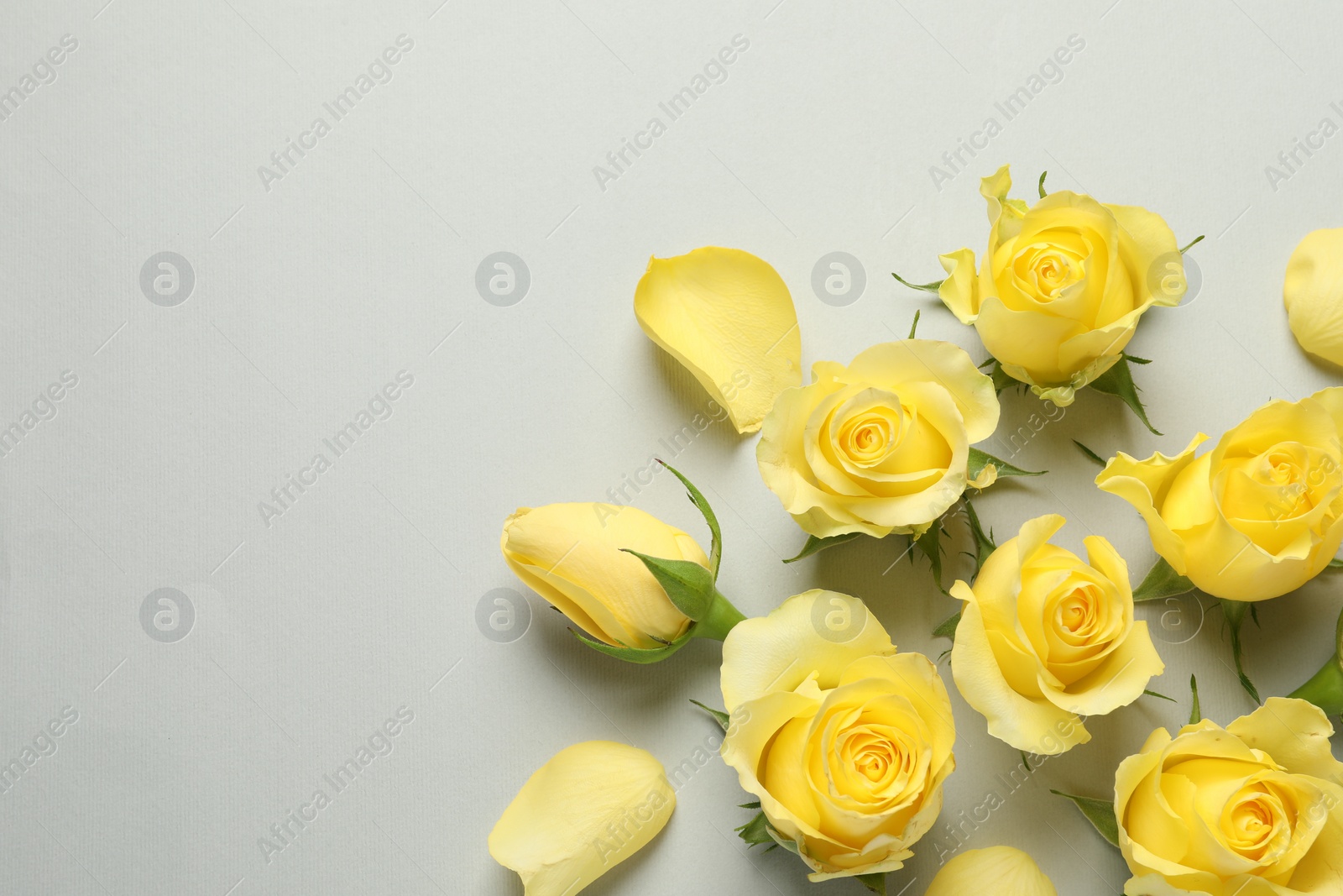 Photo of Beautiful yellow roses and petals on light grey background, flat lay. Space for text