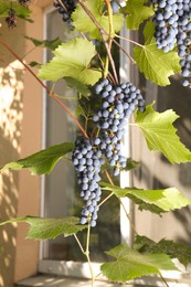 Photo of Ripe juicy grapes growing on branch in vineyard near building