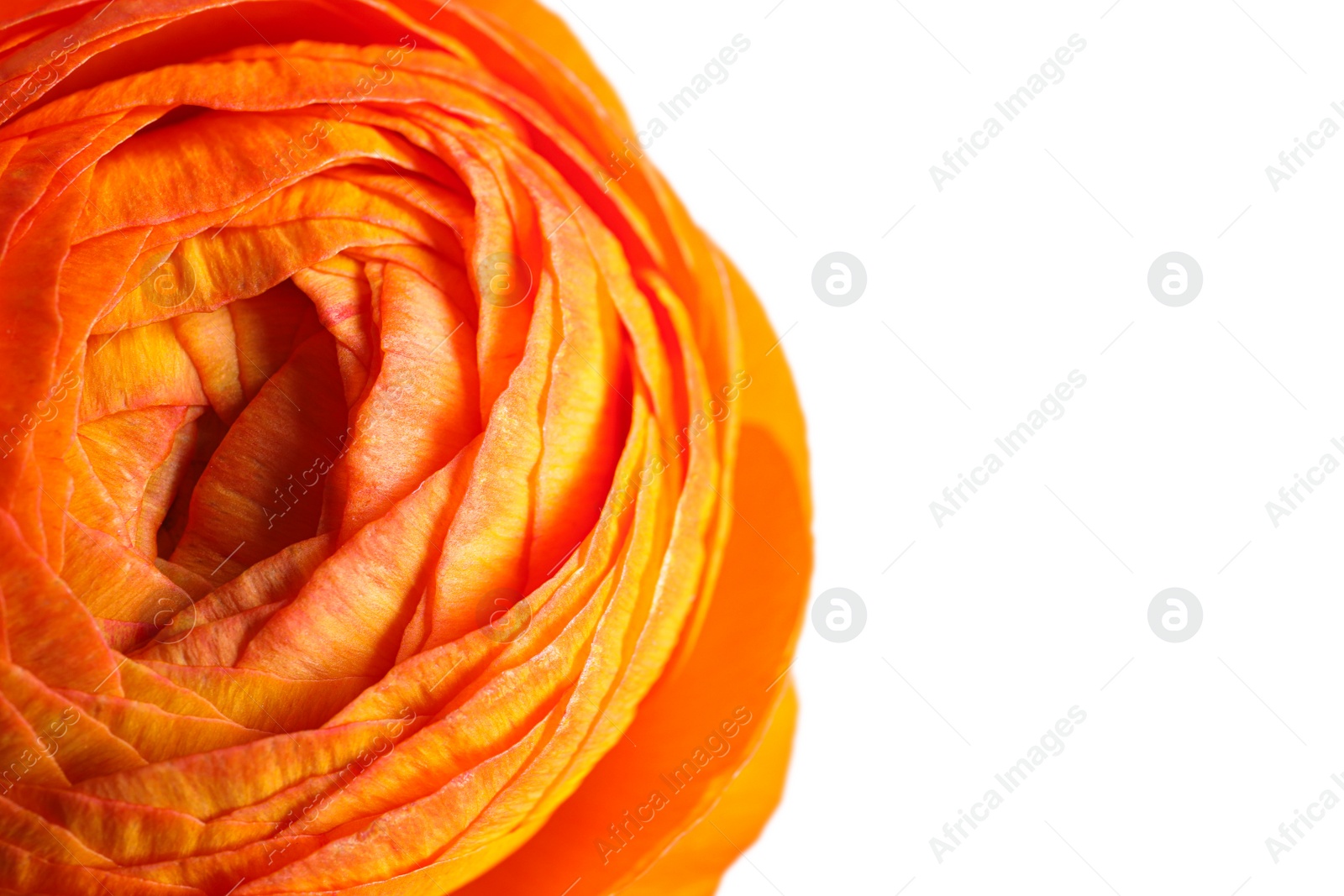 Photo of Beautiful fresh ranunculus flower on white background, closeup