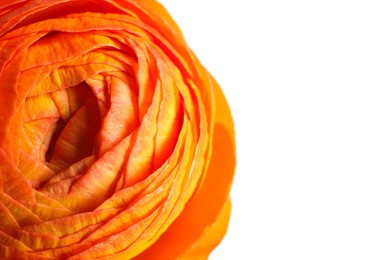 Photo of Beautiful fresh ranunculus flower on white background, closeup