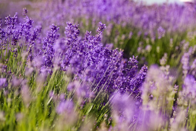 Beautiful blooming lavender field on summer day, closeup