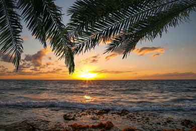 Image of Picturesque sunset on ocean, view through palm tree leaves
