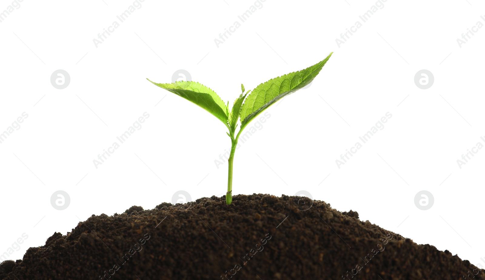 Photo of Young seedling in fertile soil on white background