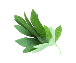 Fresh leaves of peony plant isolated on white