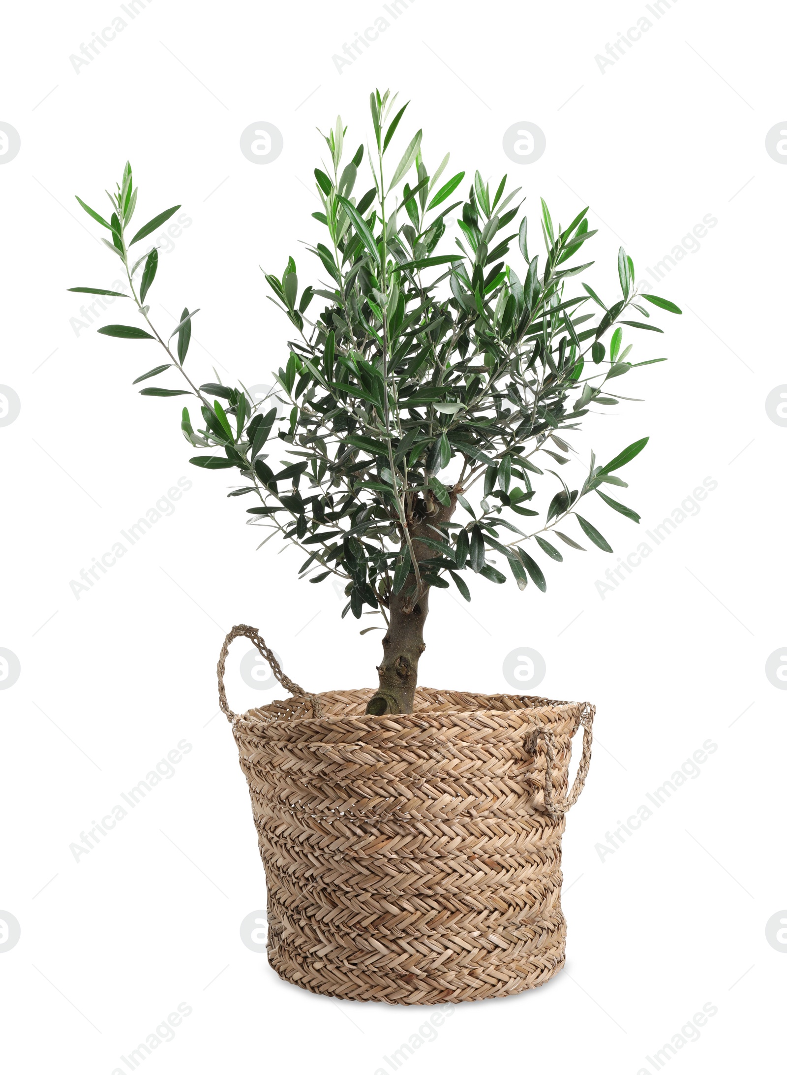 Photo of Beautiful young potted olive tree isolated on white