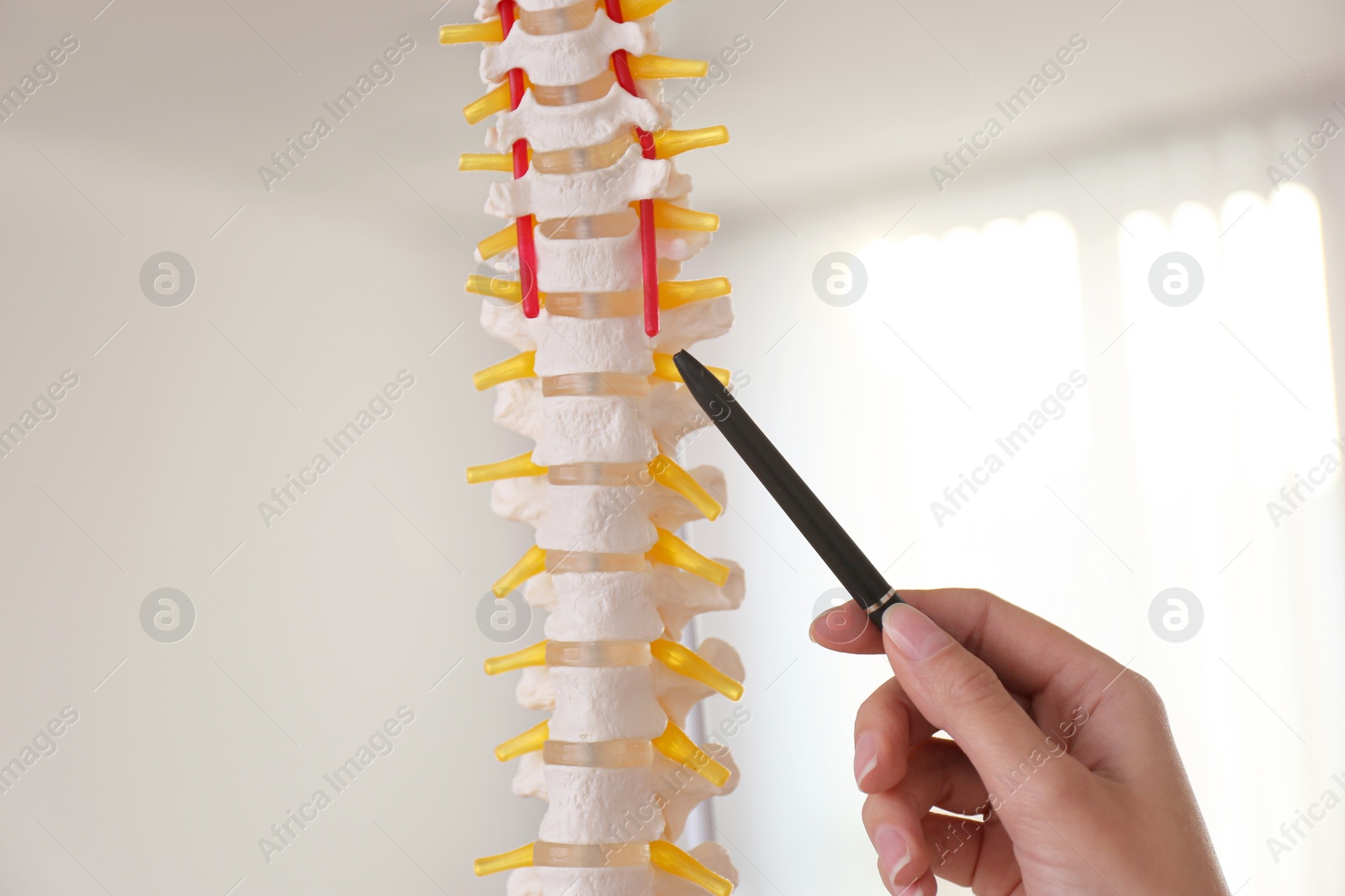 Photo of Orthopedist pointing on human spine model in clinic, closeup