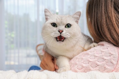 Photo of Adorable white British Shorthair cat with his owner at home, closeup. Cute pet