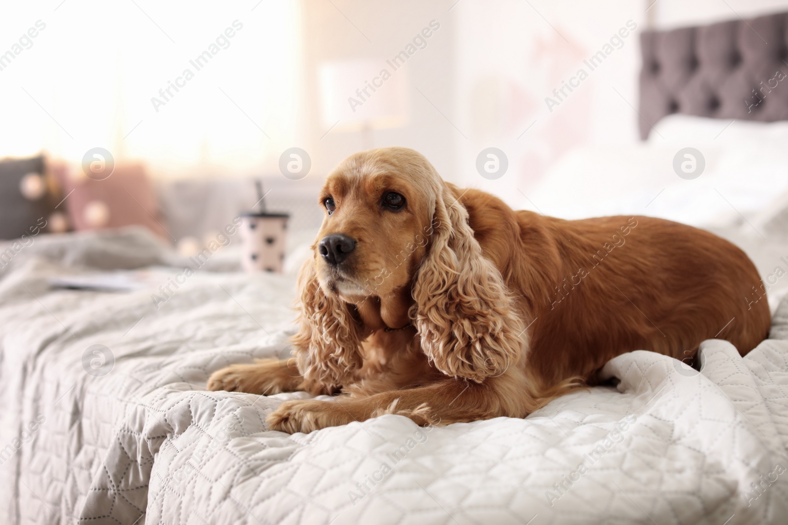 Photo of Cute Cocker Spaniel dog on bed at home. Warm and cozy winter