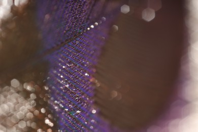 Texture of beautiful peacock feather as background, closeup