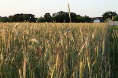 Beautiful agricultural field with ripening wheat crop