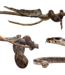 Image of Photos of boa constrictor on white background, collage