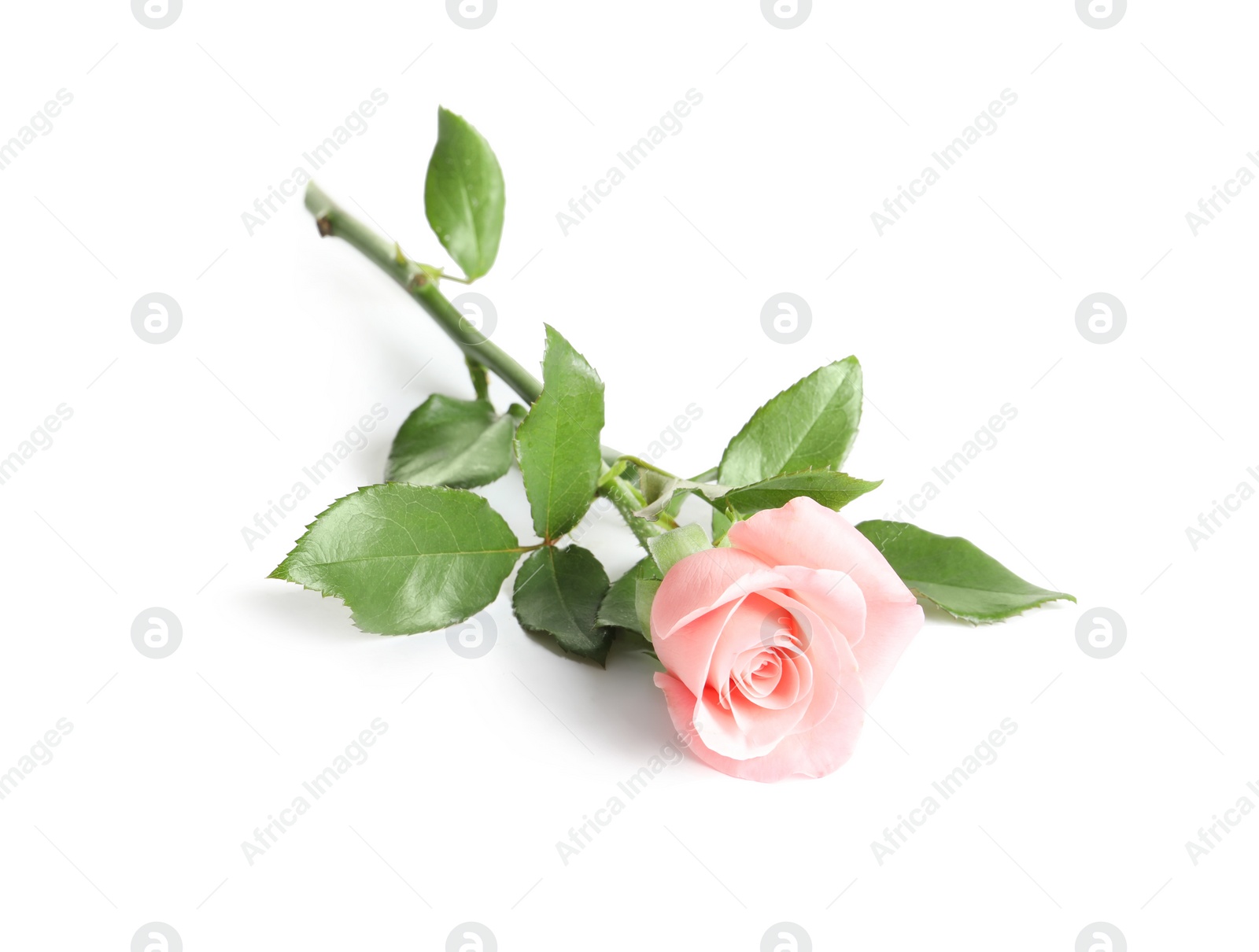 Photo of Beautiful rose flower on white background