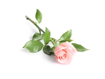 Photo of Beautiful rose flower on white background